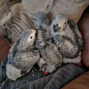 2 Baby African Grey Parrots