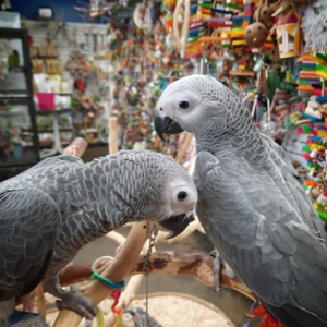 2 African Grey Parrots