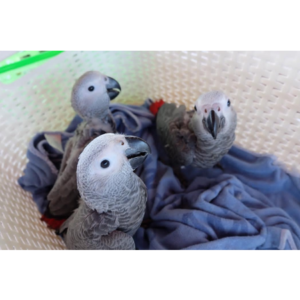Baby African Grey Parrots