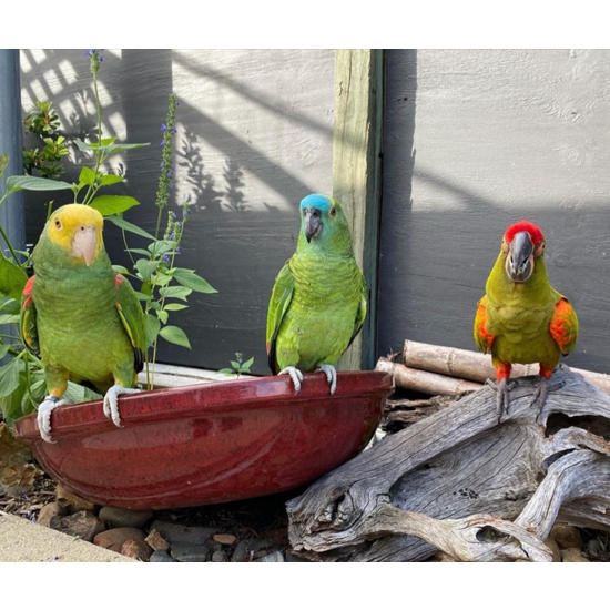 3A List Amazon Parrots