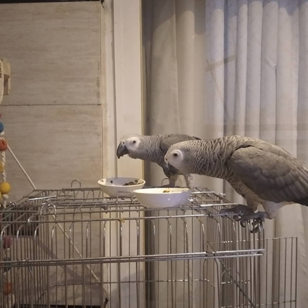 6 Months Old African Grey Parrots