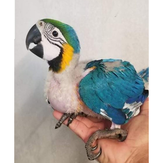 A List Baby Macaw - Image 2