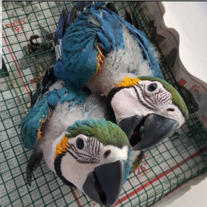 A List Macaw
