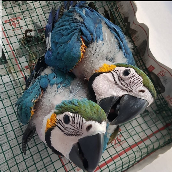A List Macaw