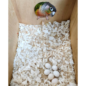 Amazon Parrot Eggs