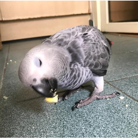 3 Baby African Grey Parrots for Sale - Image 2