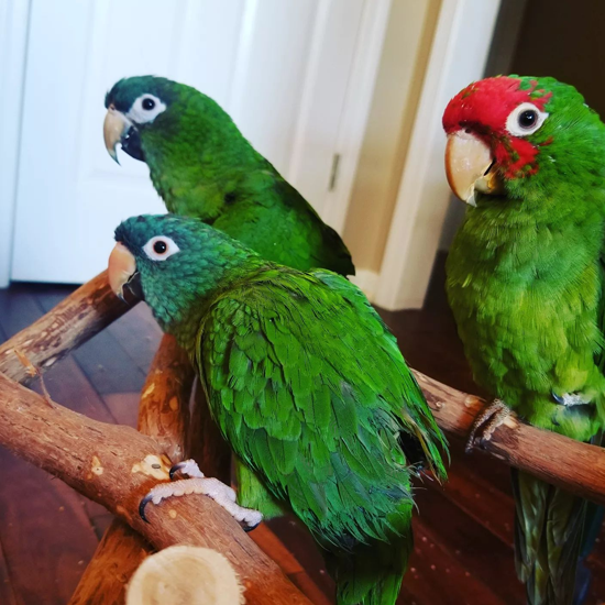 Babies Hahns Macaws