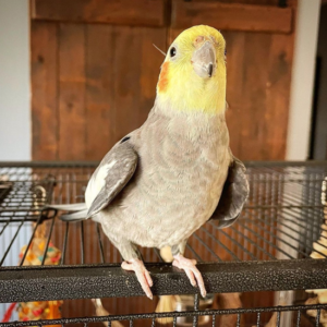 Buddy