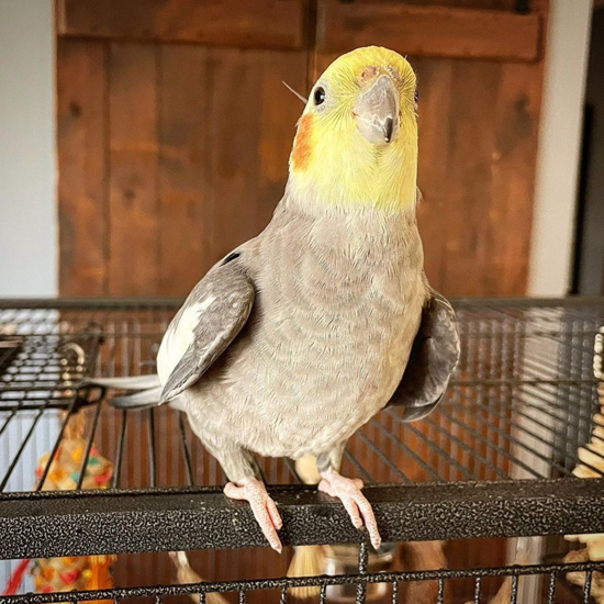 Buddy