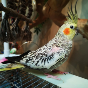 Charlie
