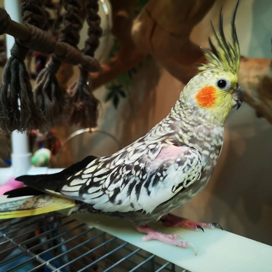 Charlie