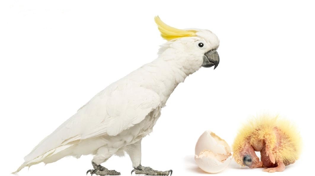Cockatoo Parrot Eggs - Image 2