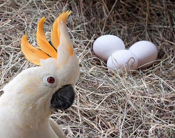 Cockatoo Parrot Eggs - Image 3