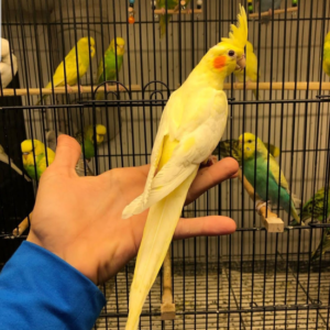 Coco