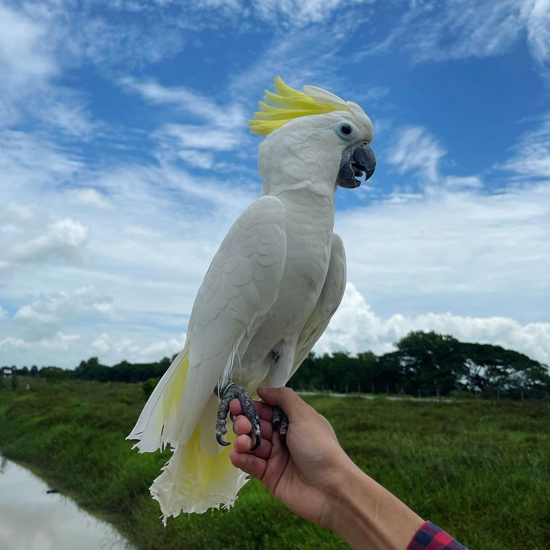 Coco
