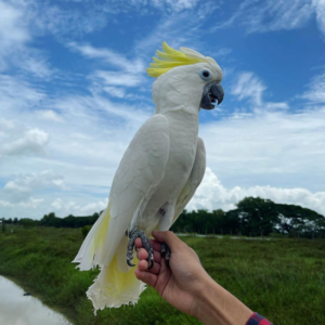 Coco