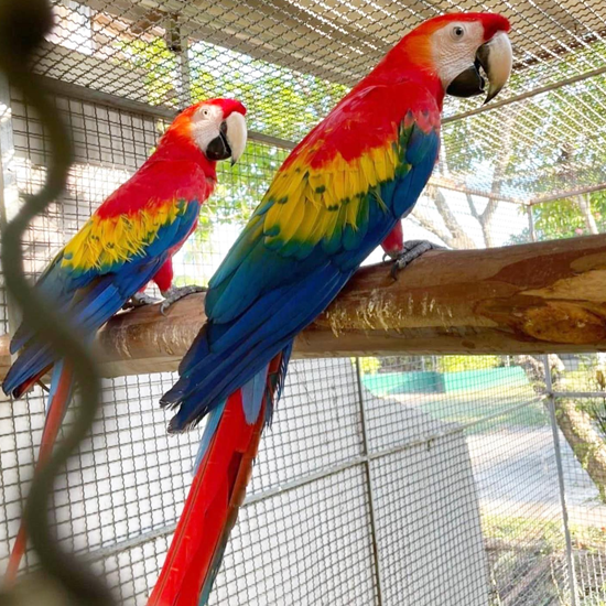 Cutest 2 Scarlet macaw parrot (900 each)