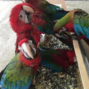 Cutest Baby Green Winged Macaw Parrot