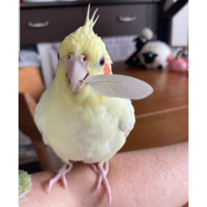 Daisy
