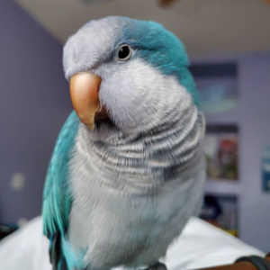 Dusty