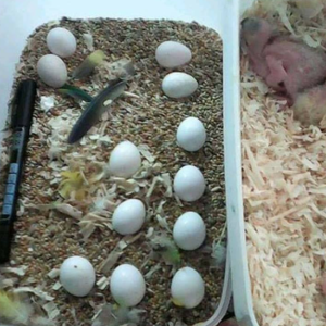 Fertile Parrot Eggs For Sale In Bulk