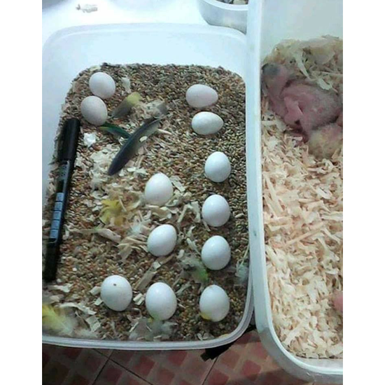 Fertile Parrot Eggs