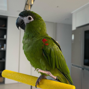 Hahns Macaw Female