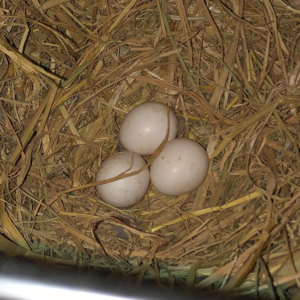 Hyacinth Macaw Parrot Eggs