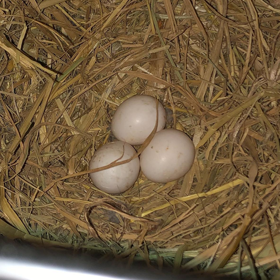 Hyacinth Macaw Parrot Eggs