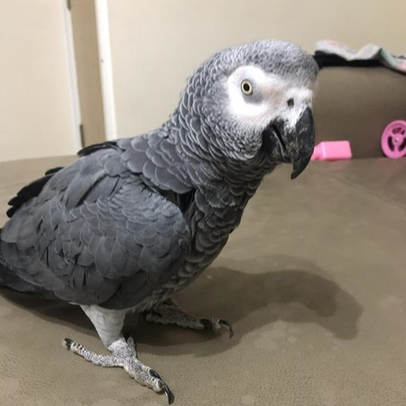 Jessica an african grey parrots