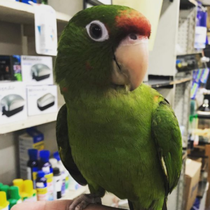 Kiki