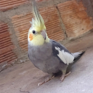 Kiwi