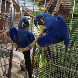 Male $ Female Hyacinth Macaws Parrots