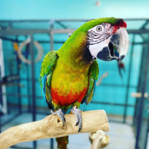 Male Military Macaw