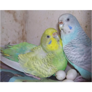 Parakeet Parrot Eggs