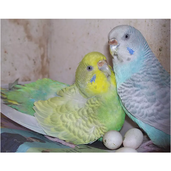 Parakeet Parrot Eggs
