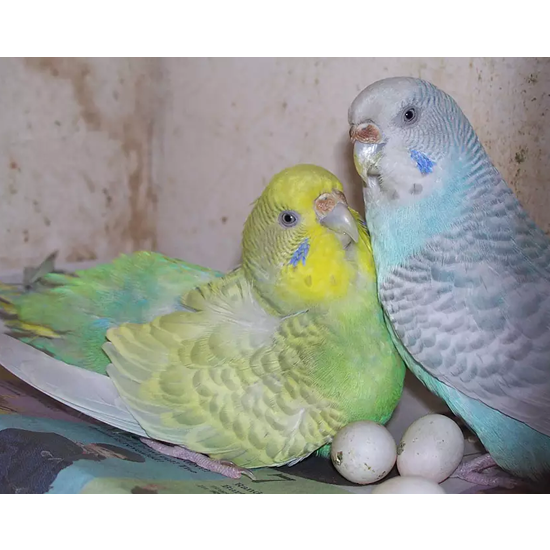 Parakeet Parrot Eggs