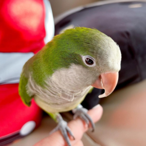 Rio
