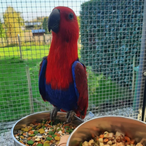 Rosie