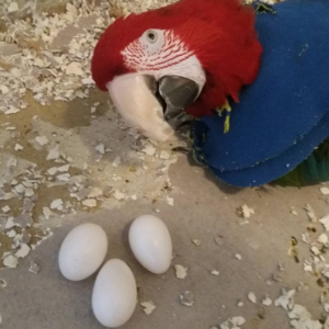 Scarlet Macaw Parrot Eggs