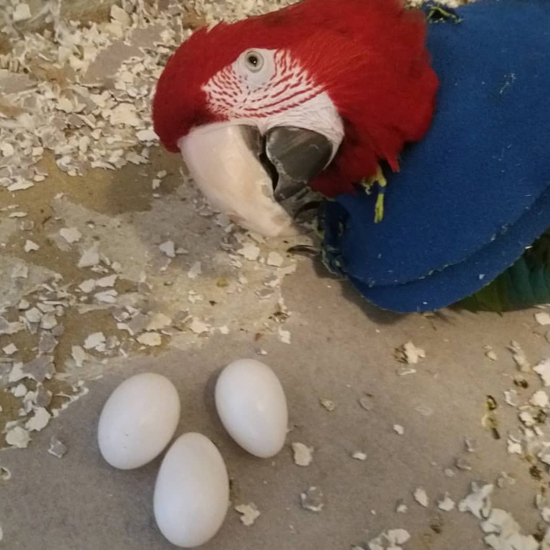 Scarlet Macaw Parrot Eggs
