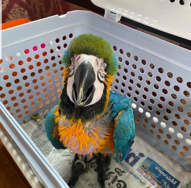 A List Macaw - Image 2