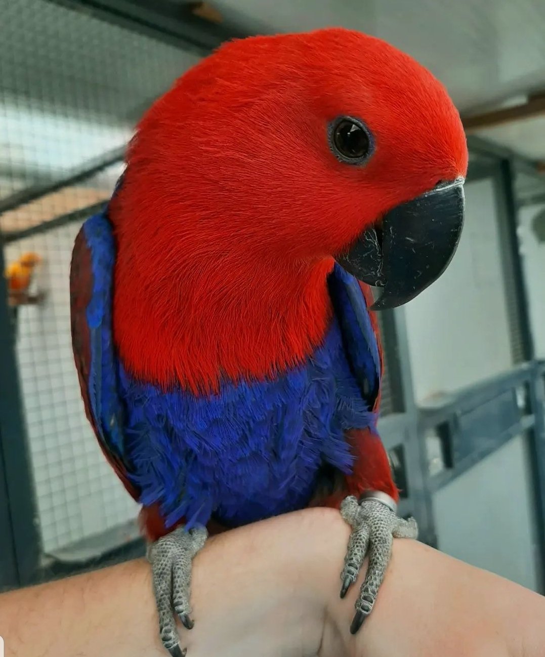 Rosie - Image 2