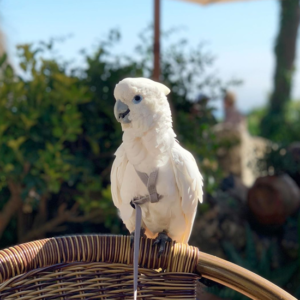 Solomon