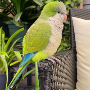 Spike