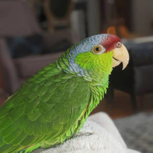 Zeus