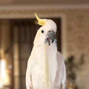 Ziggy