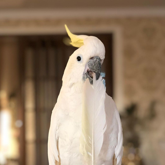 Ziggy