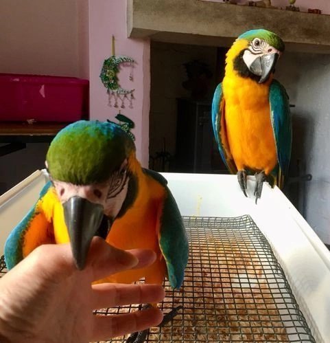 Blue and Gold Macaw Pair - Image 3