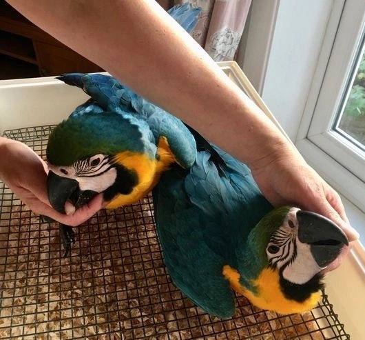 Blue and Gold Macaw Pair - Image 2
